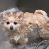 Dog Bath Professional Stainless Steel  Pet Grooming Station 600mm Extra-Large Heavy Duty Metal Wash-Tub Groomer Walk In Shower Clean | With Mixer Tap And Drainage Kit | FREE Gloves