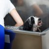 Dog Bath Professional Stainless Steel  Pet Grooming Station 600mm Extra-Large Heavy Duty Metal Wash-Tub Groomer Walk In Shower Clean | With Mixer Tap And Drainage Kit | FREE Gloves