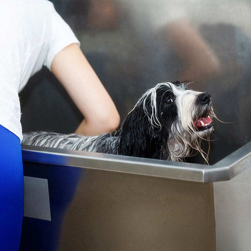 Dog Bath Professional Stainless Steel  Pet Grooming Station 600mm Extra-Large Heavy Duty Metal Wash-Tub Groomer Walk In Shower Clean | With Mixer Tap And Drainage Kit | FREE Gloves