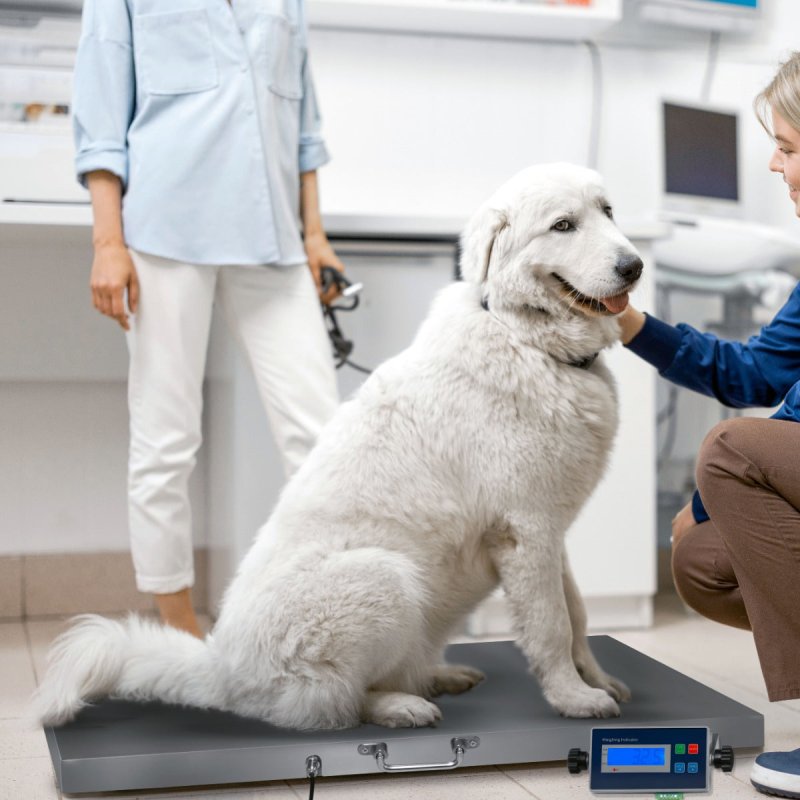 Digital Vet Scales Heavy Duty Floor Weighing Scale 90 x 60cm Platform Hold Accumulation 300kg Pounds Kilograms Bluetooth Rechargeable Battery Animal Livestock Pet Dog Cat Industrial Warehouse Parcel