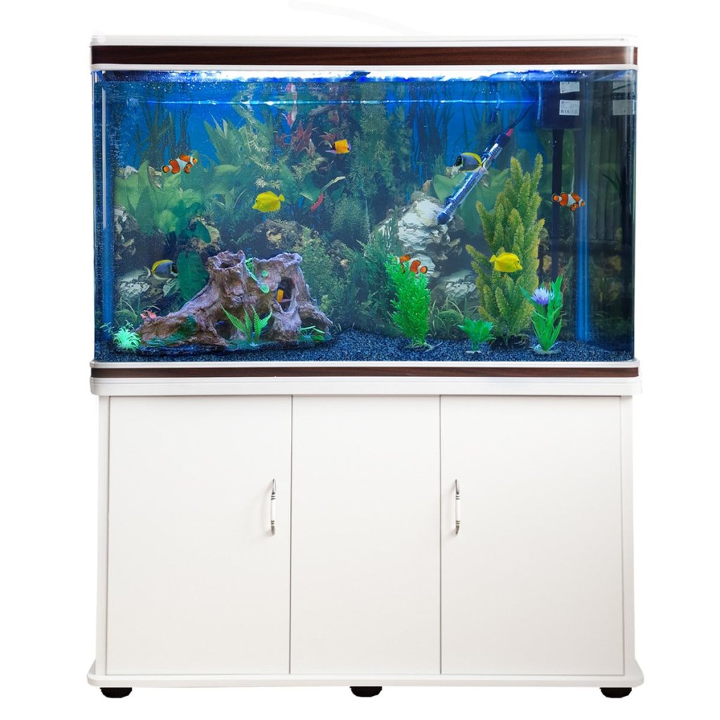 Fish & Aquarium Image
