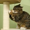 PawHut Cat Tree Tower for Indoor Cats, Climbing Activity Centre, Kitten Furniture with Cattail Fluff Bed House, Sisal Scratching Post, Hanging Ball, 50 x 50 x 119cm, Natural Tone