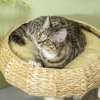 PawHut 51cm Cat Tree, Kitty Activity Center, Cat Climbing Toy, Cat Tower w/ Cattail Bed, Toy Ball, Scratching Post - Beige