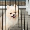 PawHut Freestanding Pet Gate 4 Panel Wooden Dog Barrier Foldable Safety Fence with Support Feet 264cm Long 77cm Tall for Doorway Stairs White