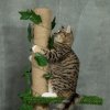 PawHut 242cm Floor to Ceiling Cat Tree for Indoor Cats with Leaves, Height Adjustable Cat Climbing Tower with Scratching Post, Anti-Slip Kit - Green