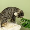 PawHut Cat Tree for Indoor Cats, Cat Scratching Post with Bed, Toy Ball, 53.5 x 53.5 x 90cm - Beige