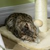 PawHut 51cm Cat Tree, Kitty Activity Center, Cat Climbing Toy, Cat Tower w/ Cattail Bed, Toy Ball, Scratching Post - Beige