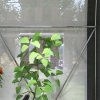 Outsunny 3 x 2(m) Walk-in Polytunnel Greenhouse with Upgraded Structure, Zipped Roll Up Mesh Door, 6 Mesh Windows, Tunnel Warm House Tent with PE Cover, 6 Plant Labels and Gloves, White