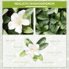 Outsunny 12PCS Artificial Boxwood Wall Panels 50cm x 50cm Rhododendron Privacy Fence Screen Faux Hedge Greenery Backdrop for Home Garden Backyard Balcony