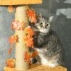 PawHut 242cm Floor to Ceiling Cat Tree for Indoor Cats with Leaves, Height Adjustable Cat Climbing Tower with Scratching Post, Anti-Slip Kit - Orange