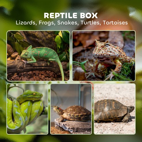 PawHut Glass Reptile Terrarium, 12L Vivarium for Lizards, Frogs, Snakes, Turtles, Tortoises, with Ventilation, 20 x 20 x 30cm