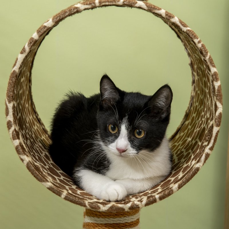 PawHut Cat Tree for Indoor Cats Cute Giraffe Kitten Play Tower w/ Scratching Posts, Tunnel, Toy Ball, 48.5 x 34.5 x 101cm - Beige