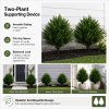 Lambu Artificial Cedar Topiary Balls Set of 2 Ground Spike Patio Garden Green