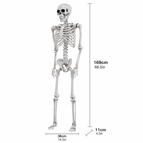Yezi Halloween Skeleton Life Size 169cm Posable Jointed ABS Spooky Patio White
