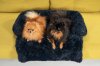 PET BED TUTUMI PJ-020 S BLUE