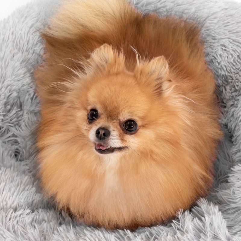 PET BED TUTUMI DONUT PJ-013 80CM LIGHT GREY